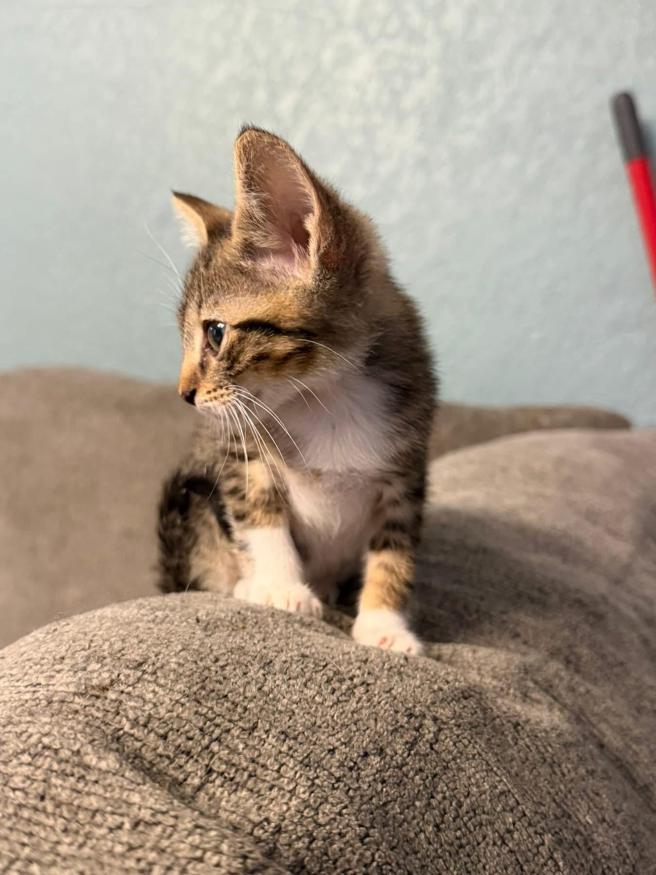 Enlarge Onyx, a ADOPTABLE Domestic Short Hair in Tampa, FL image 2/3