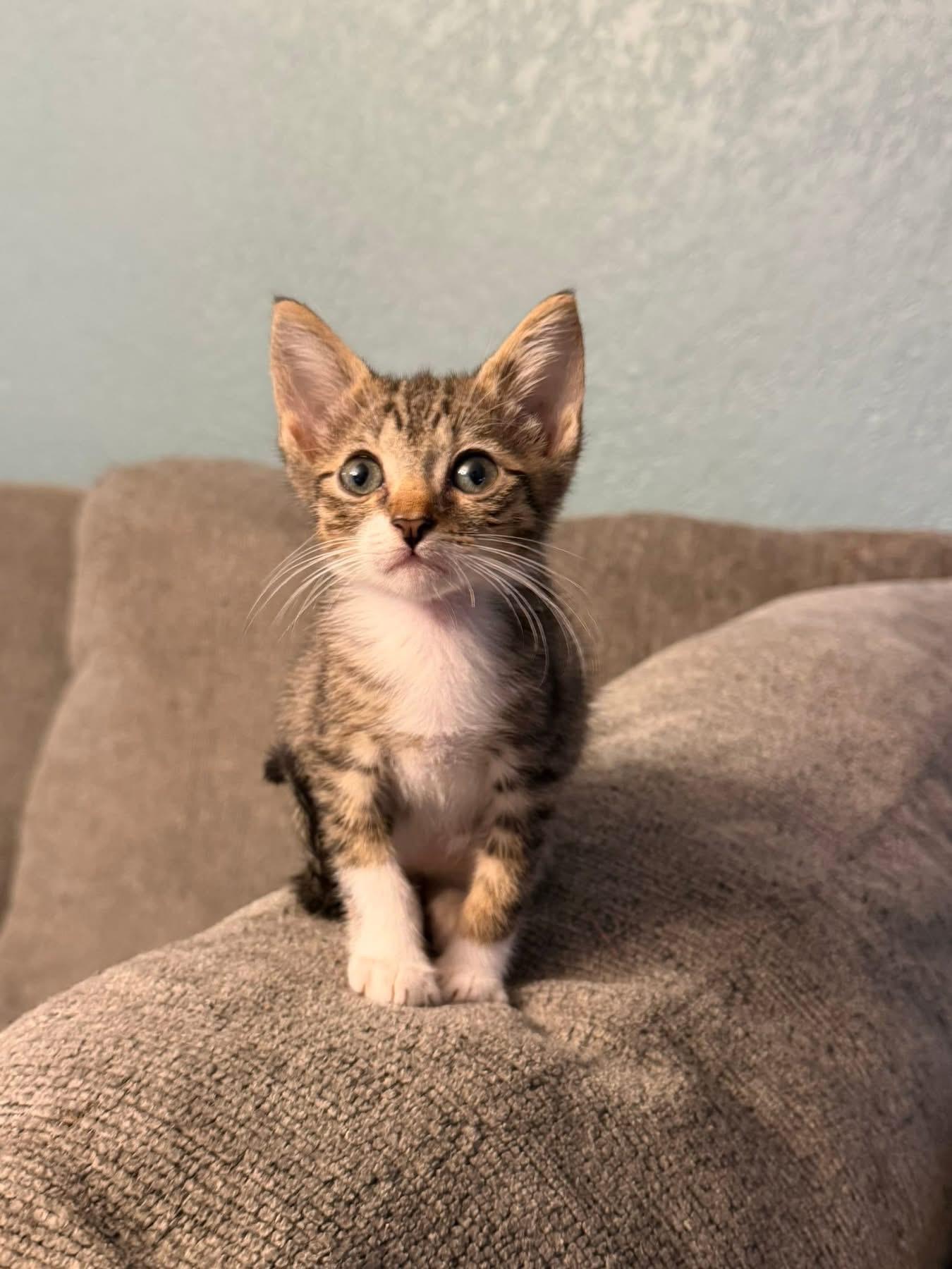 Onyx, ADOPTABLE, Kitten Male Domestic Short Hair.