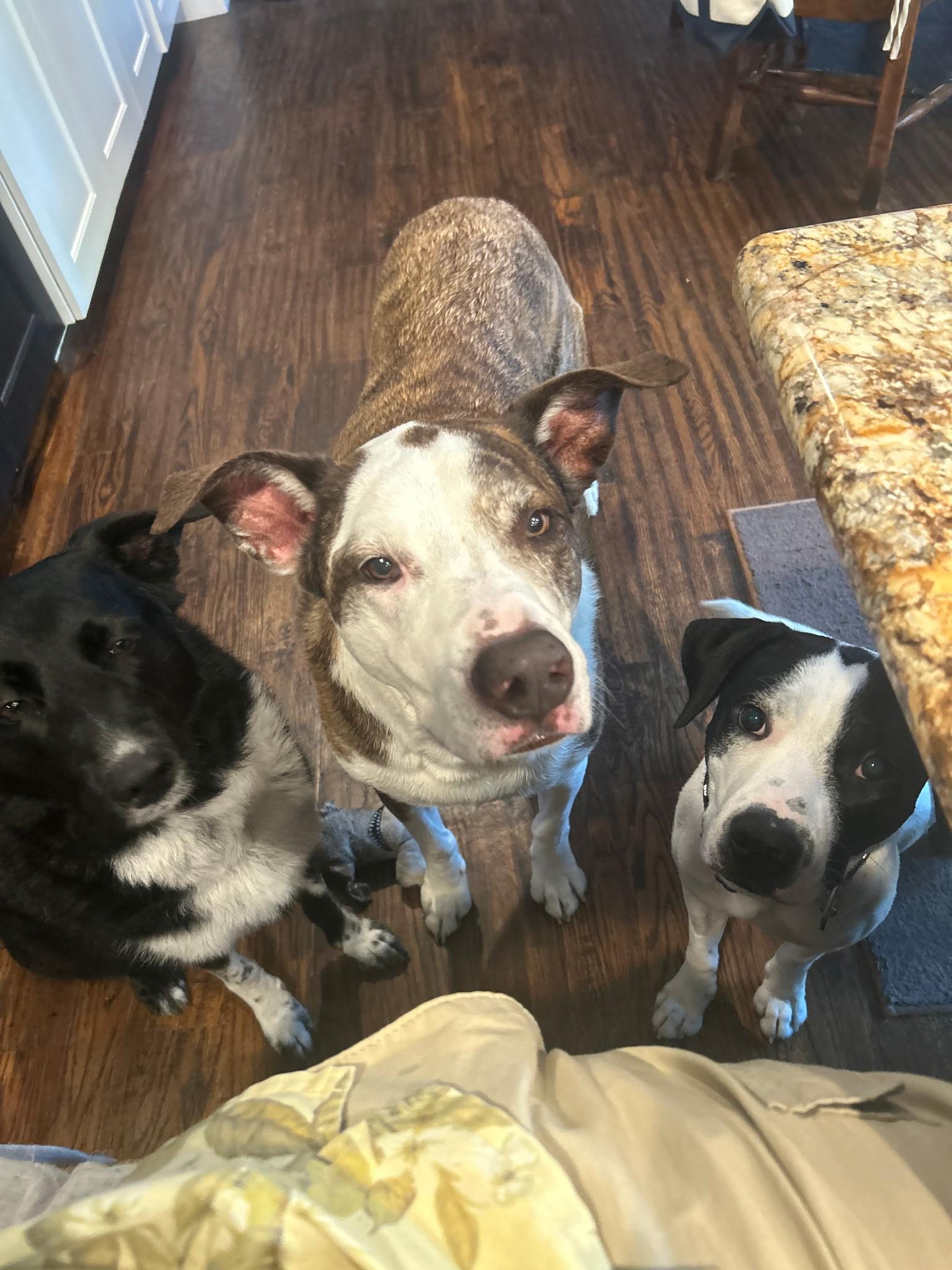 Enlarge Snoopy, a Adoptable mixed breed in Dallas, TX image 3/3