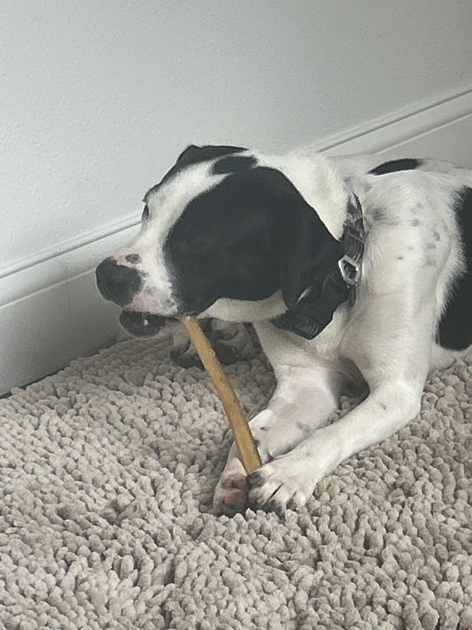 Snoopy, Adoptable, Young Male English Pointer.