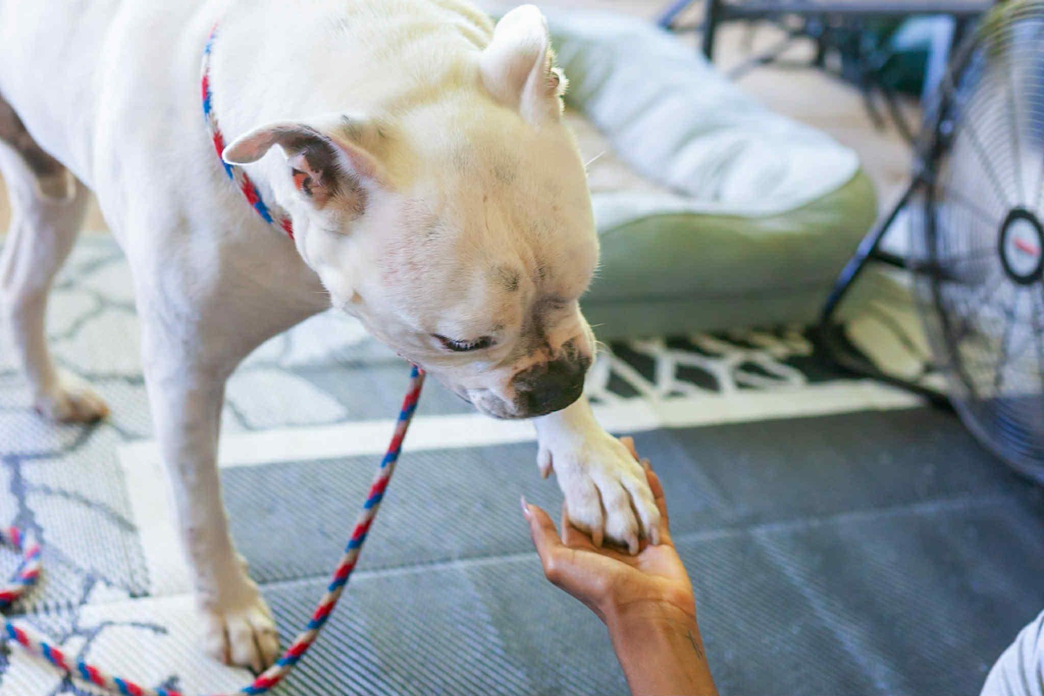 Enlarge Trooper, a Adoptable Boxer in Foley, AL image 1/5