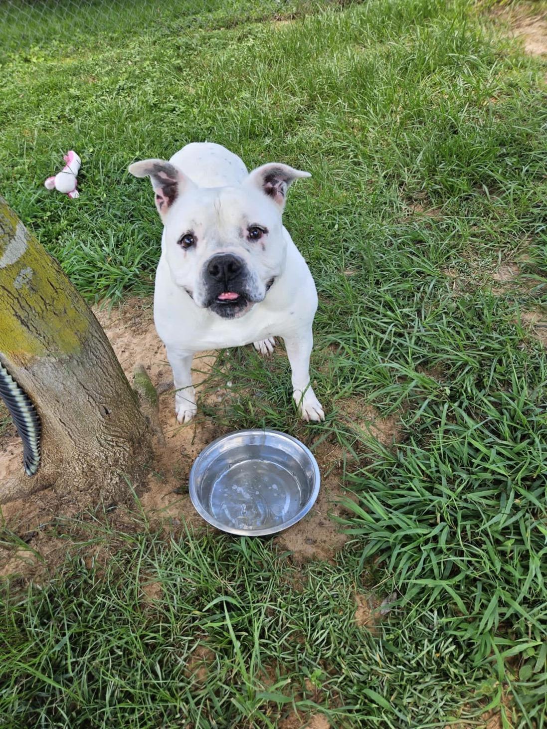 Enlarge Trooper, a Adoptable Boxer in Foley, AL image 3/5