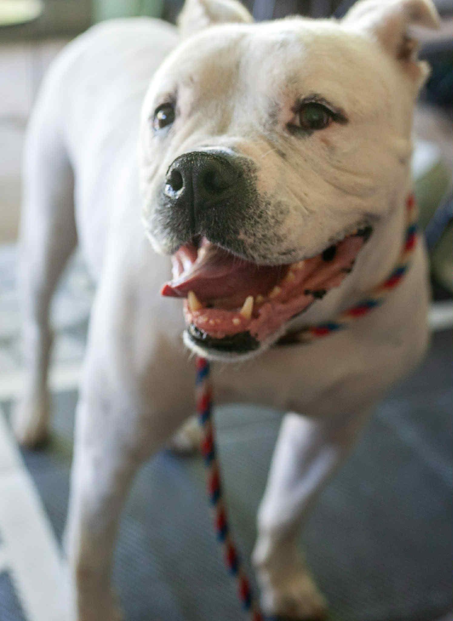 Enlarge Trooper, a Adoptable Boxer in Foley, AL image 5/5