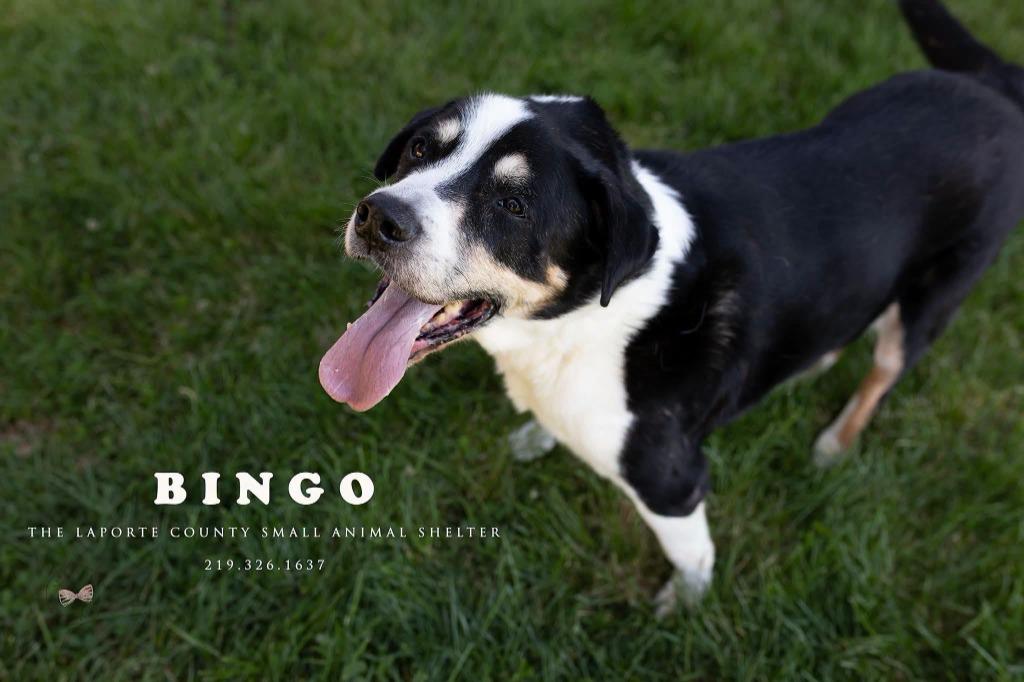 Bingo, Adoptable, Senior Male Australian Shepherd.