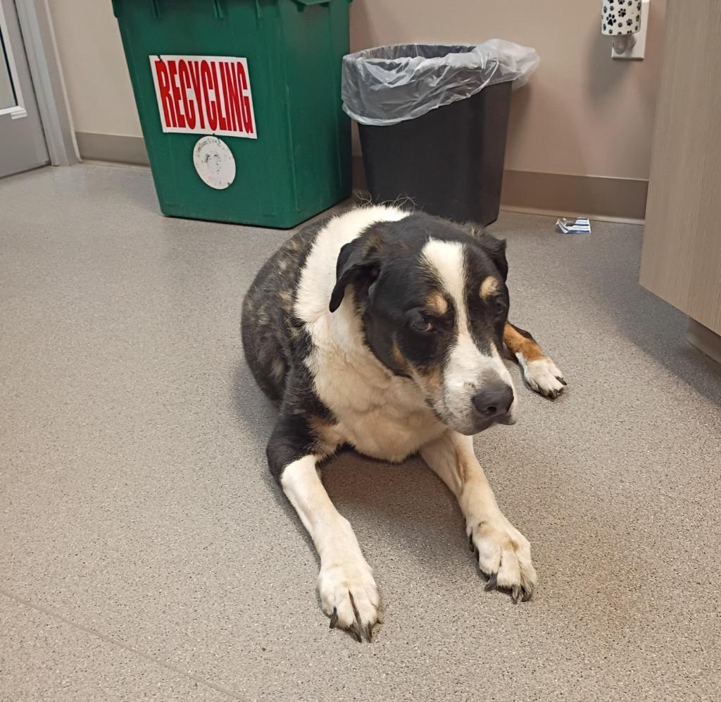 Bingo, a Adoptable mixed breed in La Porte, IN image 2/3