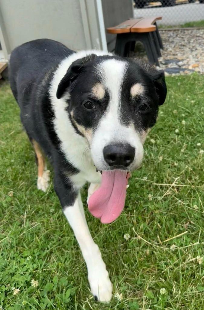 Bingo, a Adoptable mixed breed in La Porte, IN image 3/3