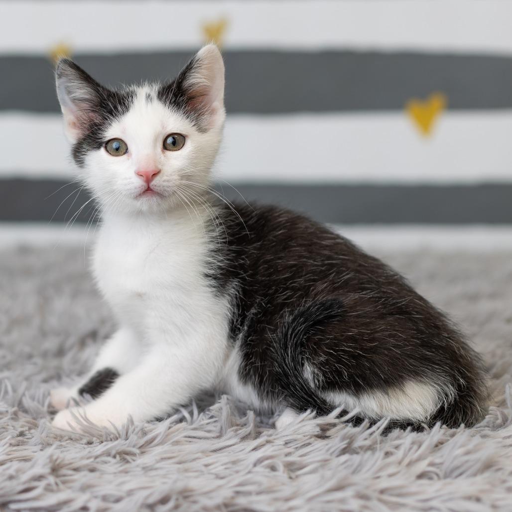 Paisley Park, Adoptable, Kitten Male Domestic Short Hair.