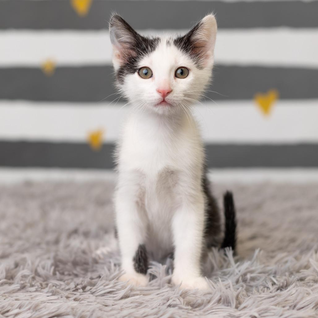 Enlarge Paisley Park, a Adoptable Domestic Short Hair in St. Paul, MN image 2/6
