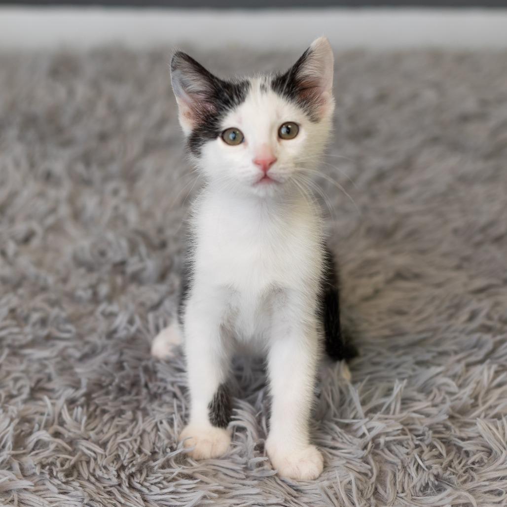 Enlarge Paisley Park, a Adoptable Domestic Short Hair in St. Paul, MN image 3/6