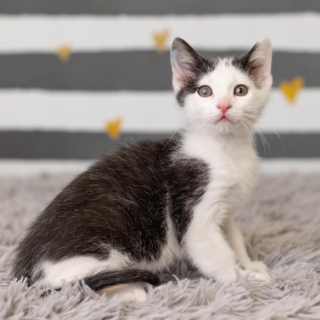 Enlarge Paisley Park, a Adoptable Domestic Short Hair in St. Paul, MN image 4/6