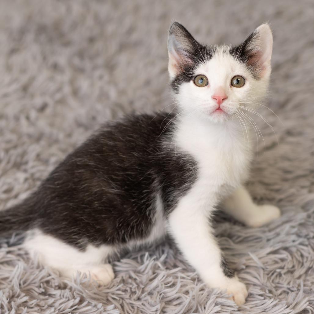 Enlarge Paisley Park, a Adoptable Domestic Short Hair in St. Paul, MN image 5/6