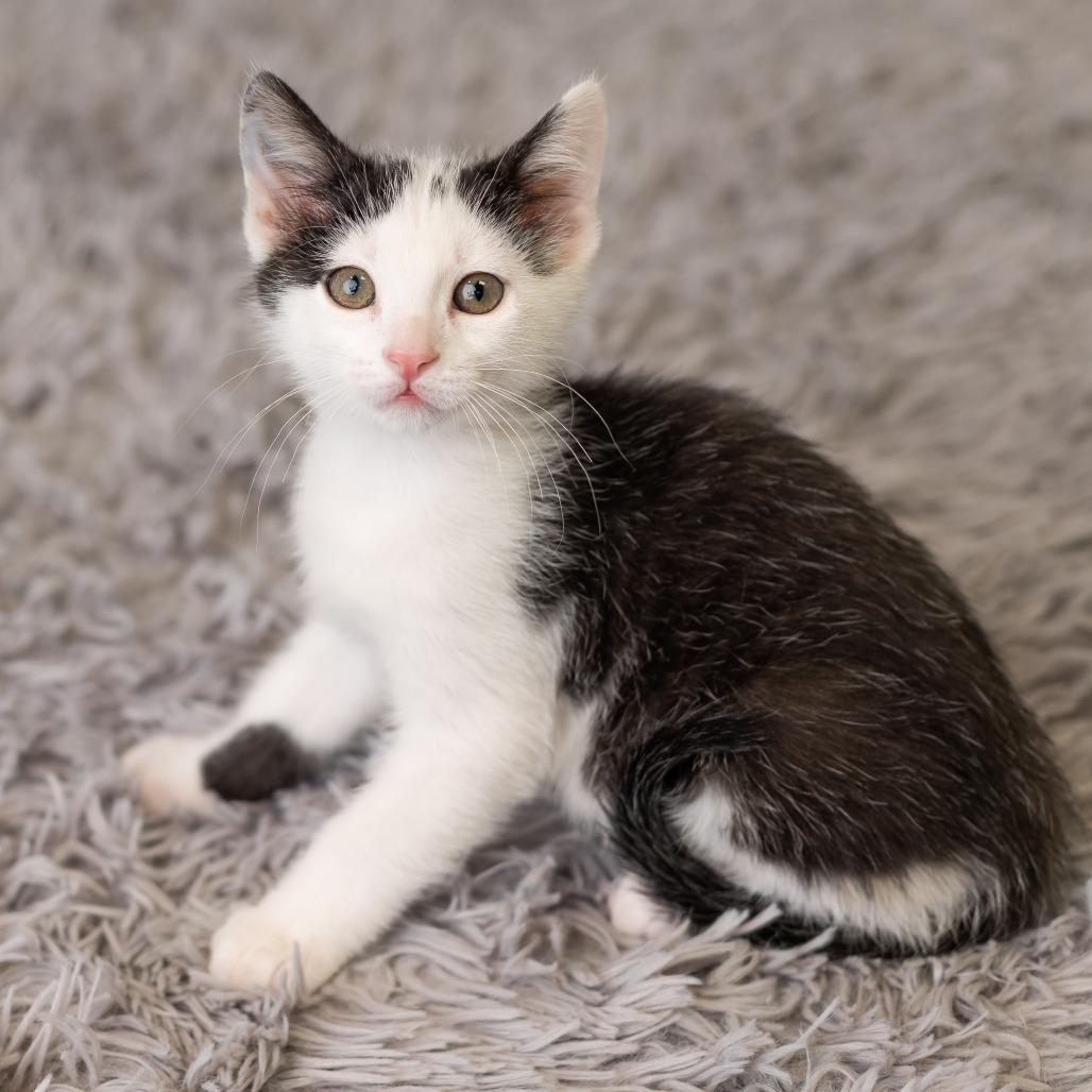 Enlarge Paisley Park, a Adoptable Domestic Short Hair in St. Paul, MN image 6/6
