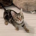 Enlarge Raggedy Ann, a Adoptable mixed breed in Santa Fe, TX image 1/1