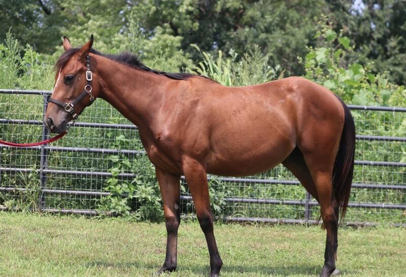 Wren, Adoptable, Young Female Quarterhorse.
