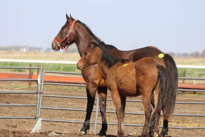Enlarge Wren, a Adoptable Quarterhorse in Scotland, SD image 2/4