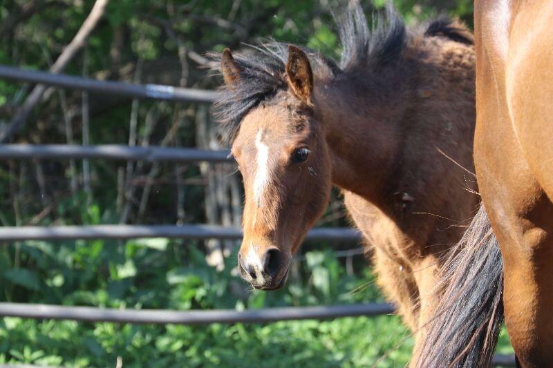 Enlarge Wren, a Adoptable Quarterhorse in Scotland, SD image 3/4