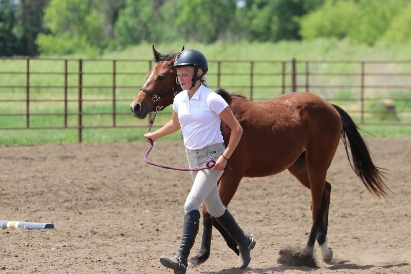 Enlarge Wren, a Adoptable Quarterhorse in Scotland, SD image 4/6
