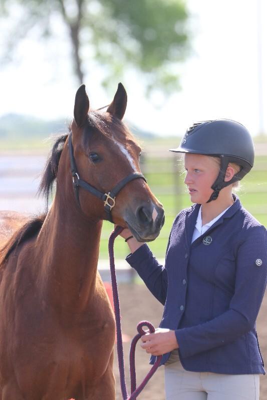 Enlarge Wren, a Adoptable Quarterhorse in Scotland, SD image 5/6