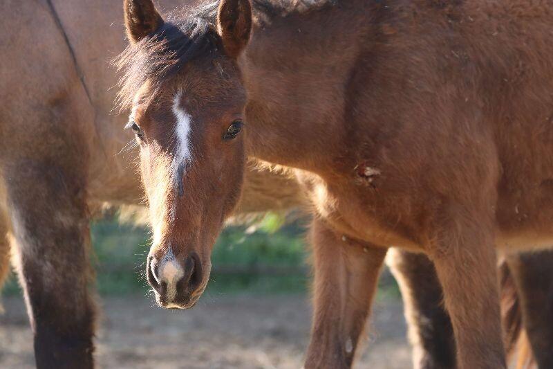Enlarge Wren, a Adoptable Quarterhorse in Scotland, SD image 4/4