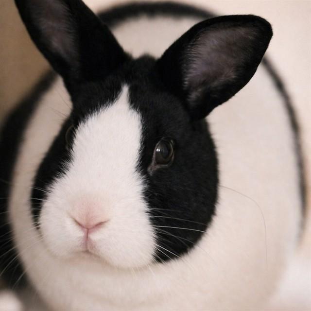 Enlarge KYLIE BUNNER, a Adoptable Bunny Rabbit in Sacramento, CA image 3/4