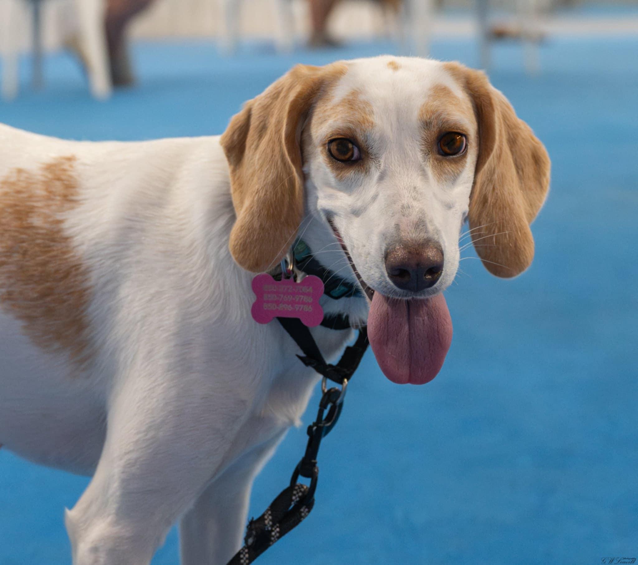 Honey, Adoptable, Adult Female Treeing Walker Coonhound.