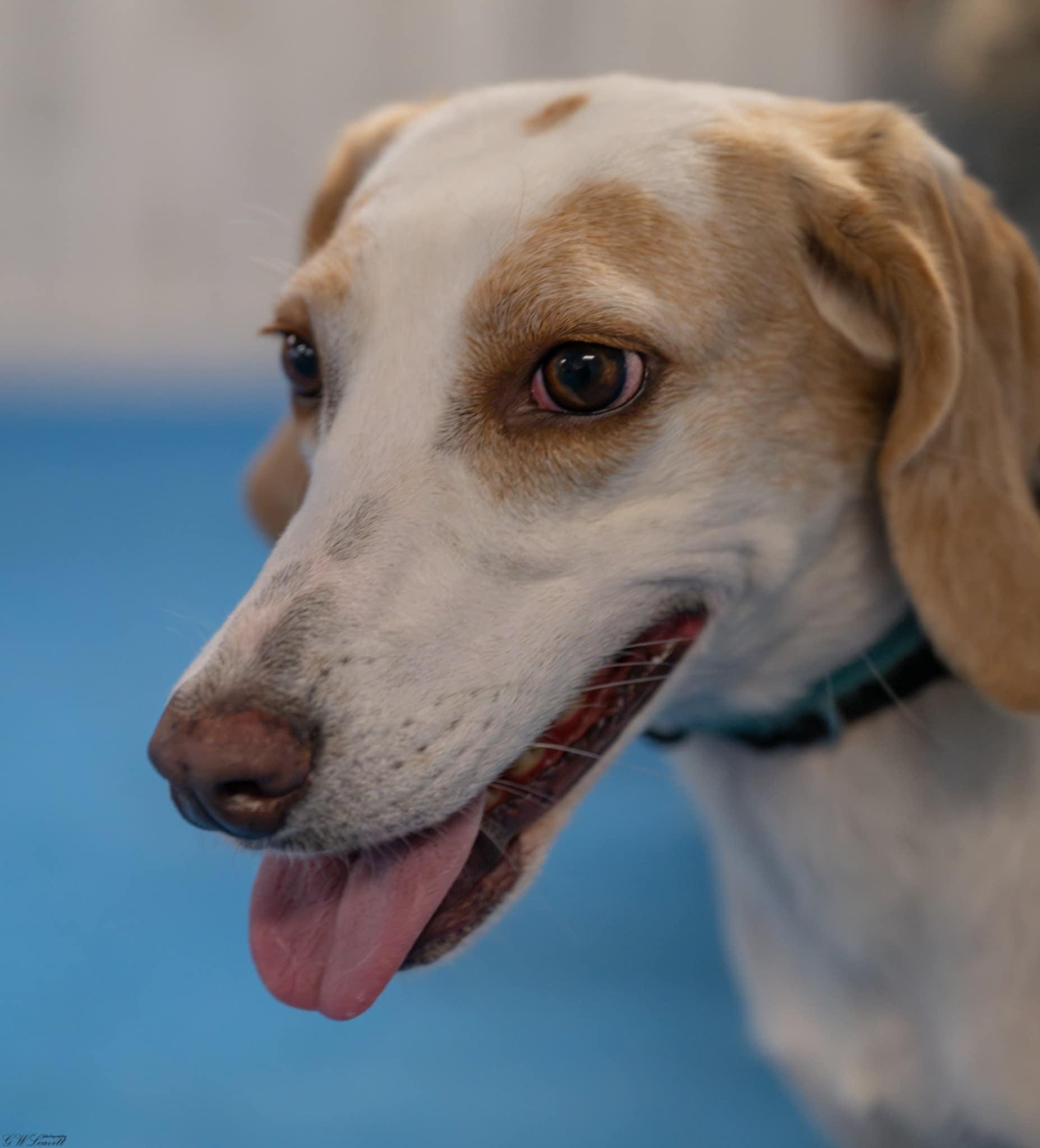 Honey, a Adoptable Treeing Walker Coonhound in Panama City, FL image 2/4