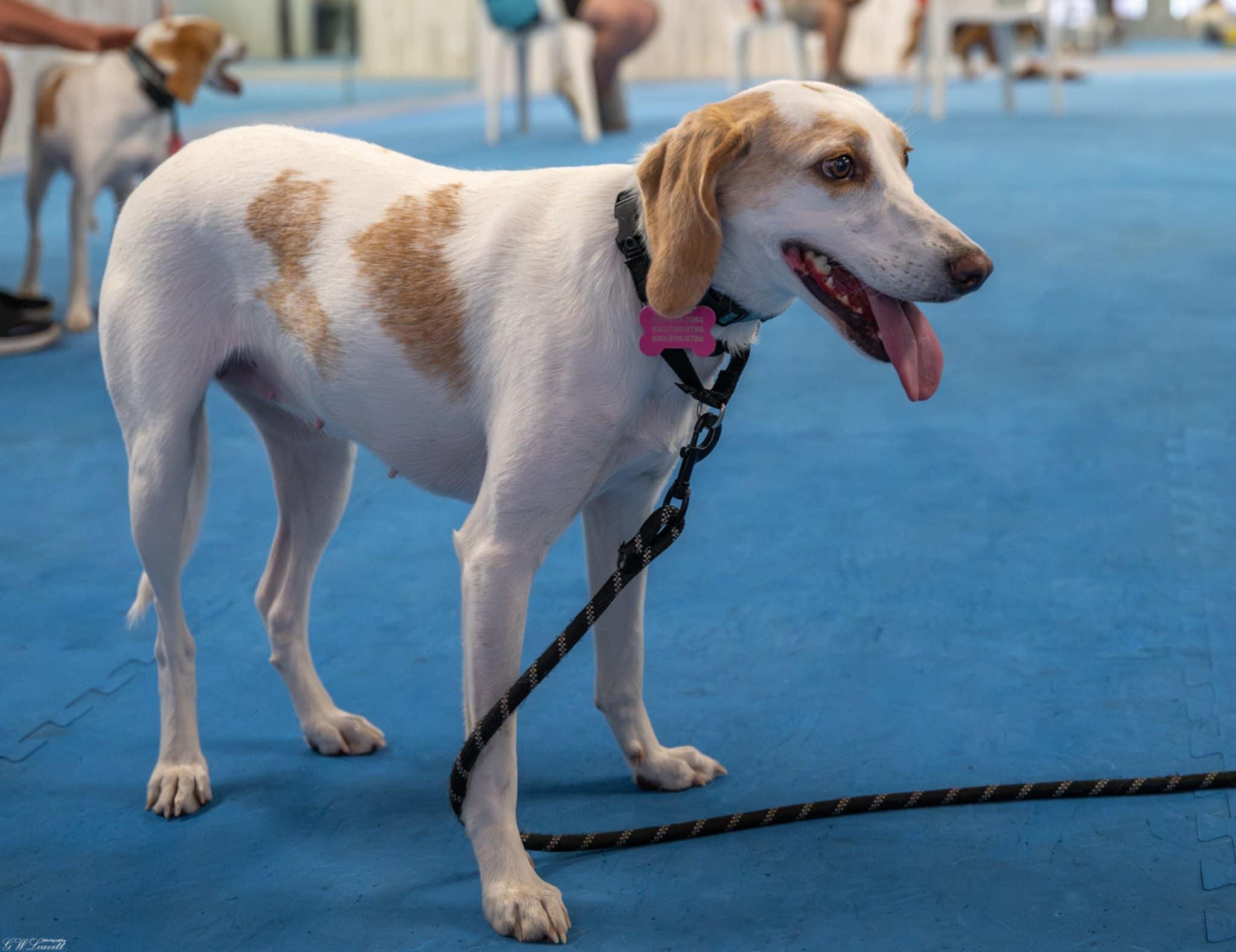Honey, a Adoptable Treeing Walker Coonhound in Panama City, FL image 3/4