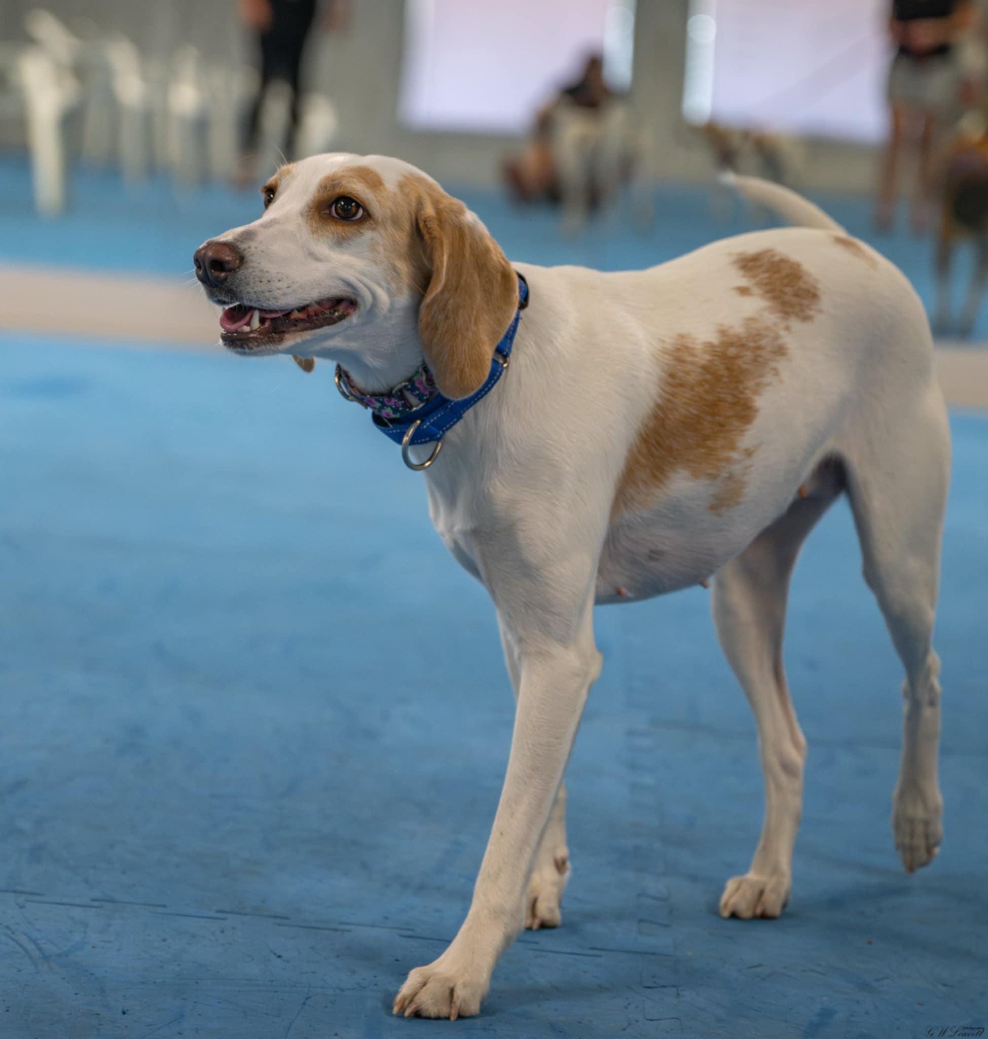 Honey, a Adoptable Treeing Walker Coonhound in Panama City, FL image 4/4