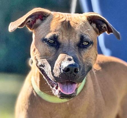 Enlarge RAMEN, a ADOPTABLE Mixed Breed in Fernandina Beach, FL image 1/3