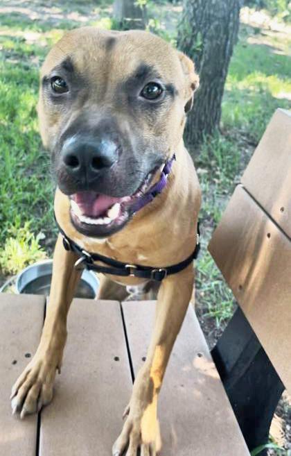 Enlarge RAMEN, a ADOPTABLE Mixed Breed in Fernandina Beach, FL image 2/2