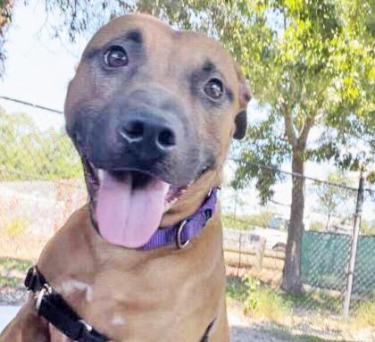 Enlarge RAMEN, a ADOPTABLE Mixed Breed in Fernandina Beach, FL image 1/2