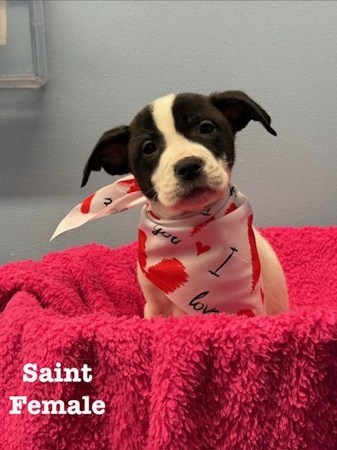 Enlarge Saint, a ADOPTABLE mixed breed in Richland, MI image 1/1