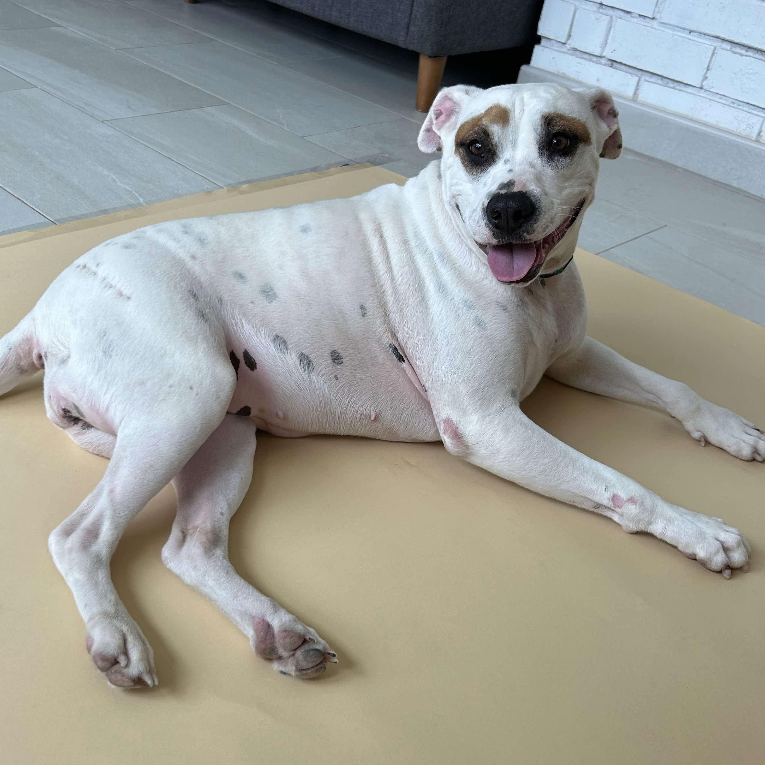 Cecelia (aka CeCe), Adoptable, Adult Female Mixed Breed & Cattle Dog.