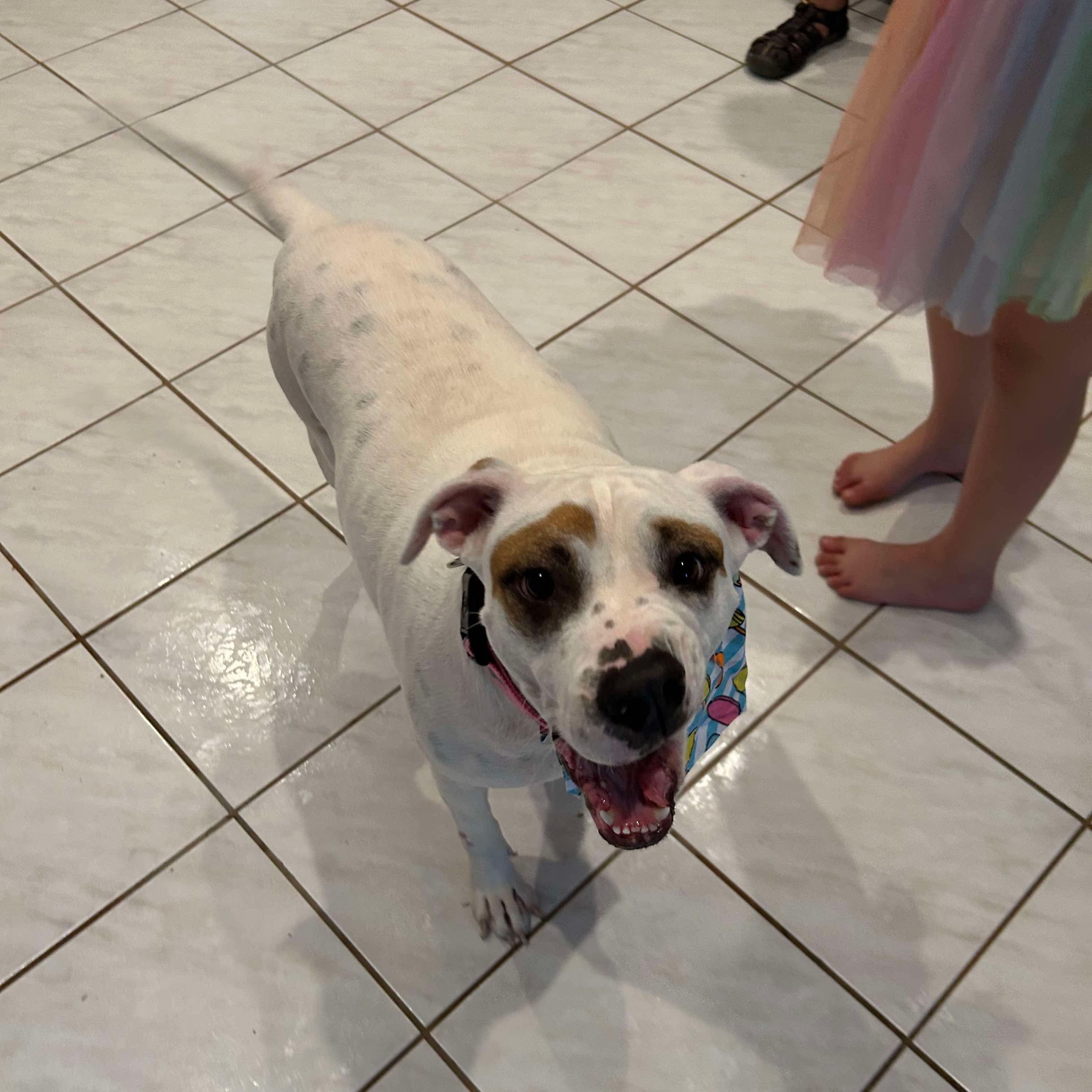 Cecelia (aka CeCe), a Adoptable mixed breed in Portland, ME image 3/6