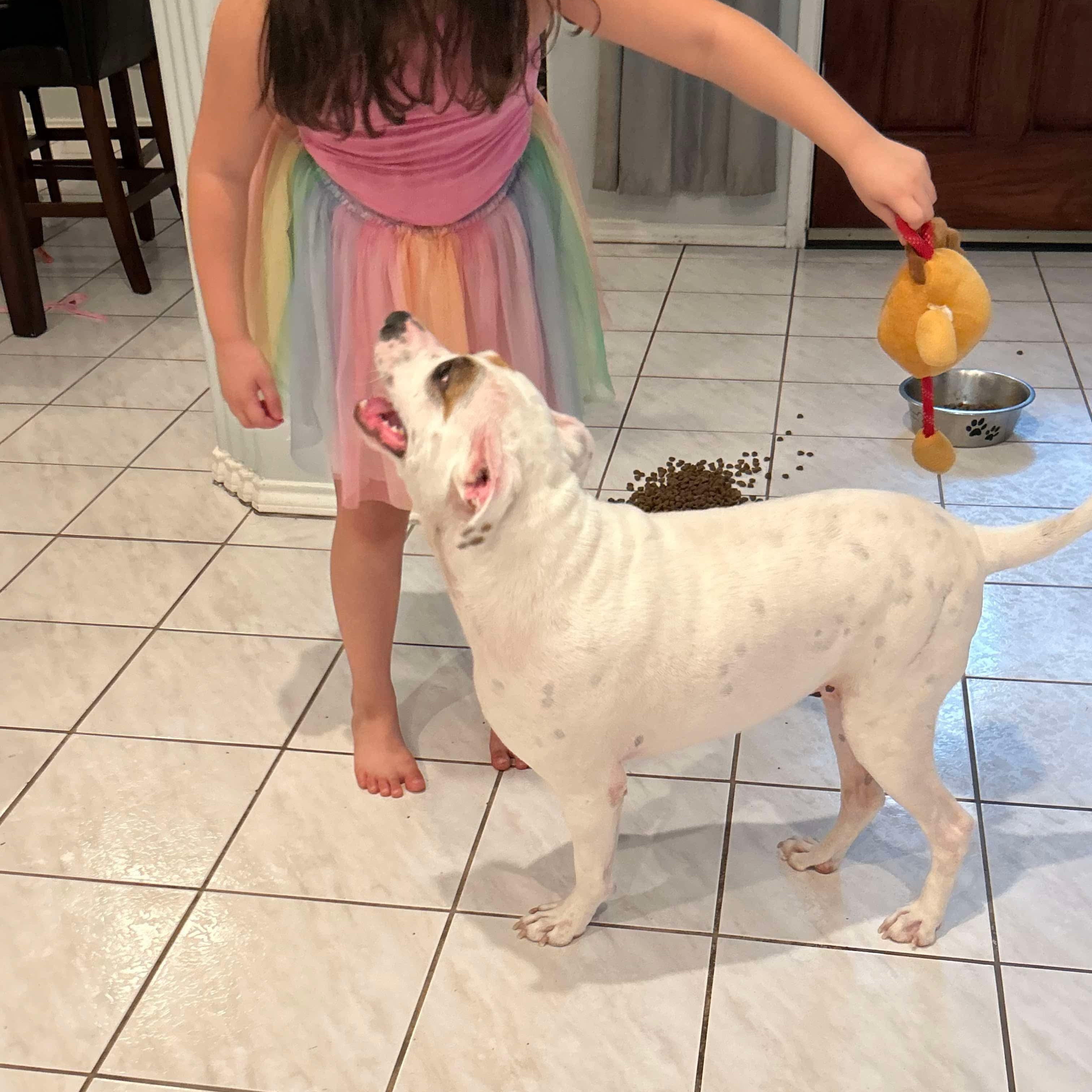 Cecelia (aka CeCe), a Adoptable mixed breed in Portland, ME image 4/6