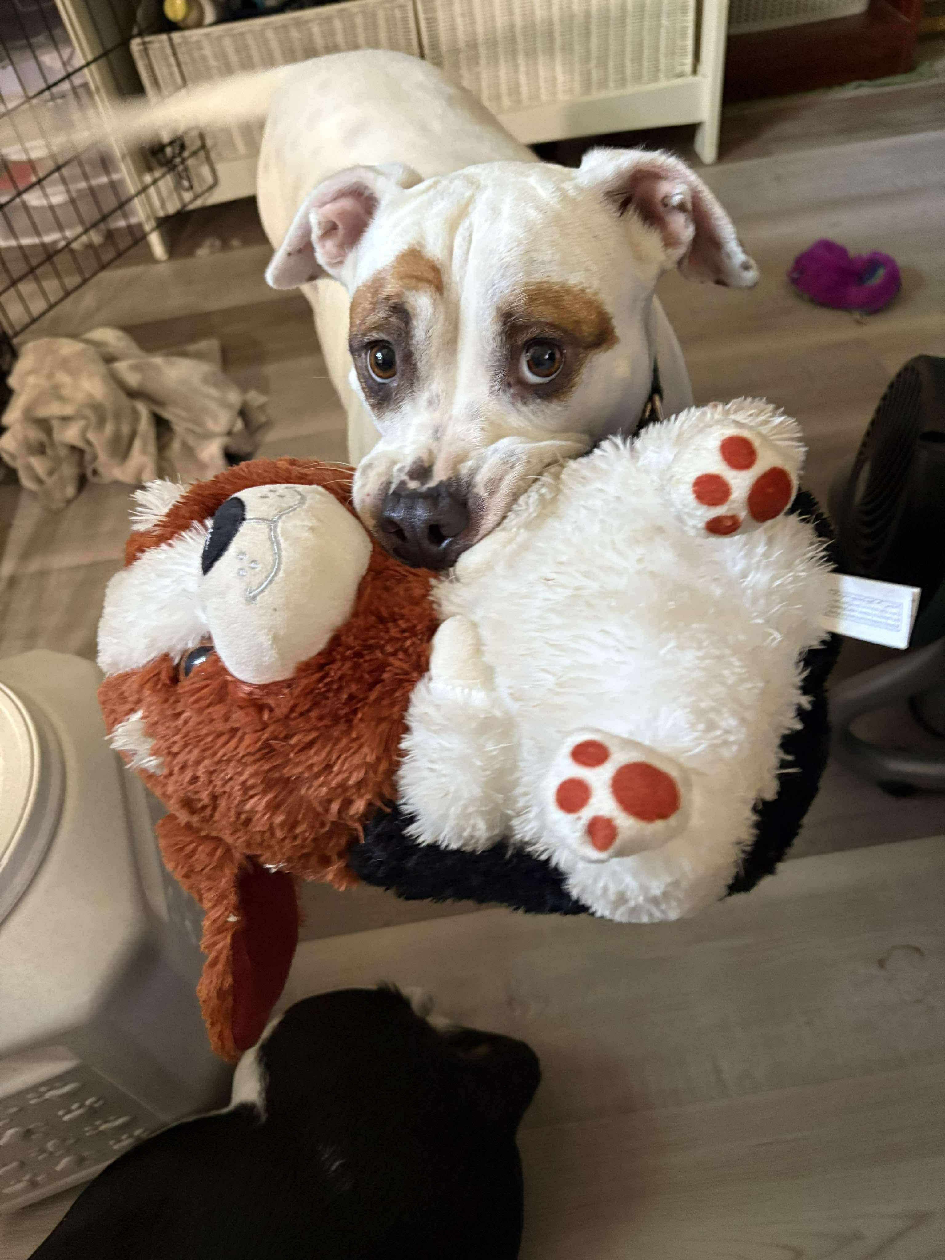 Cecelia (aka CeCe), a Adoptable mixed breed in Portland, ME image 6/6