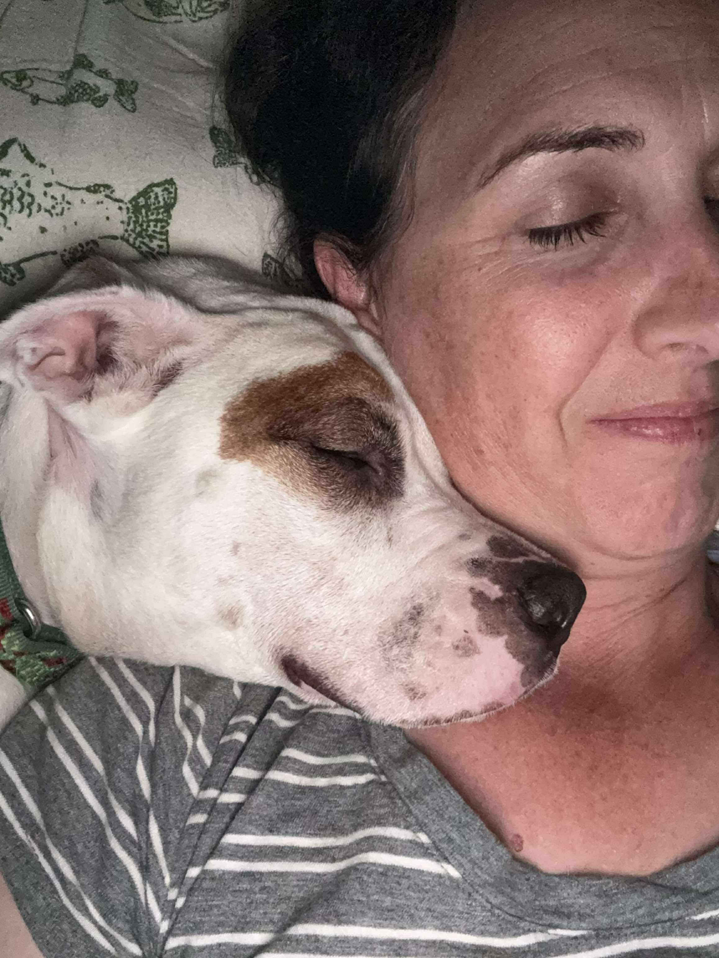 Cecelia (aka CeCe), a Adoptable mixed breed in Portland, ME image 1/6