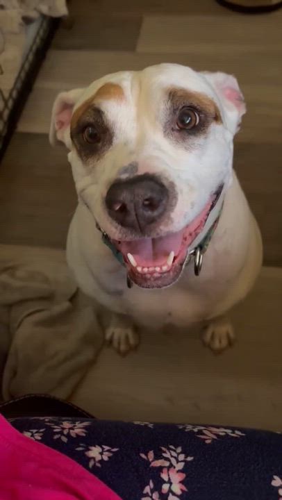 Enlarge Cecelia (aka CeCe), a Adoptable mixed breed in Portland, ME video 5/6