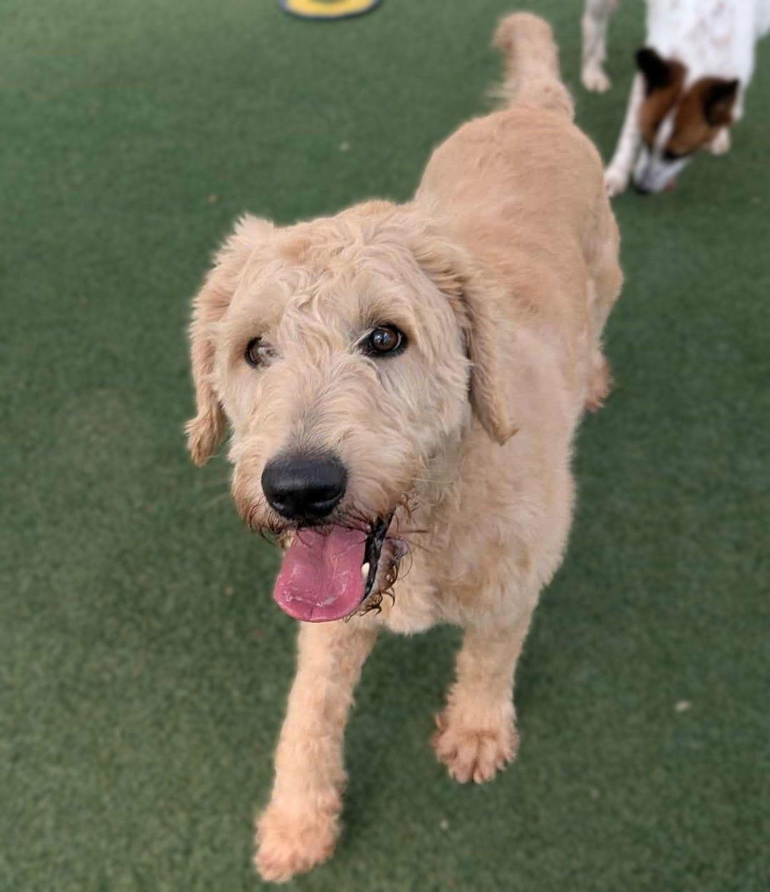 Ralphie, Adoptable, Adult Male Labrador Retriever & Standard Poodle.