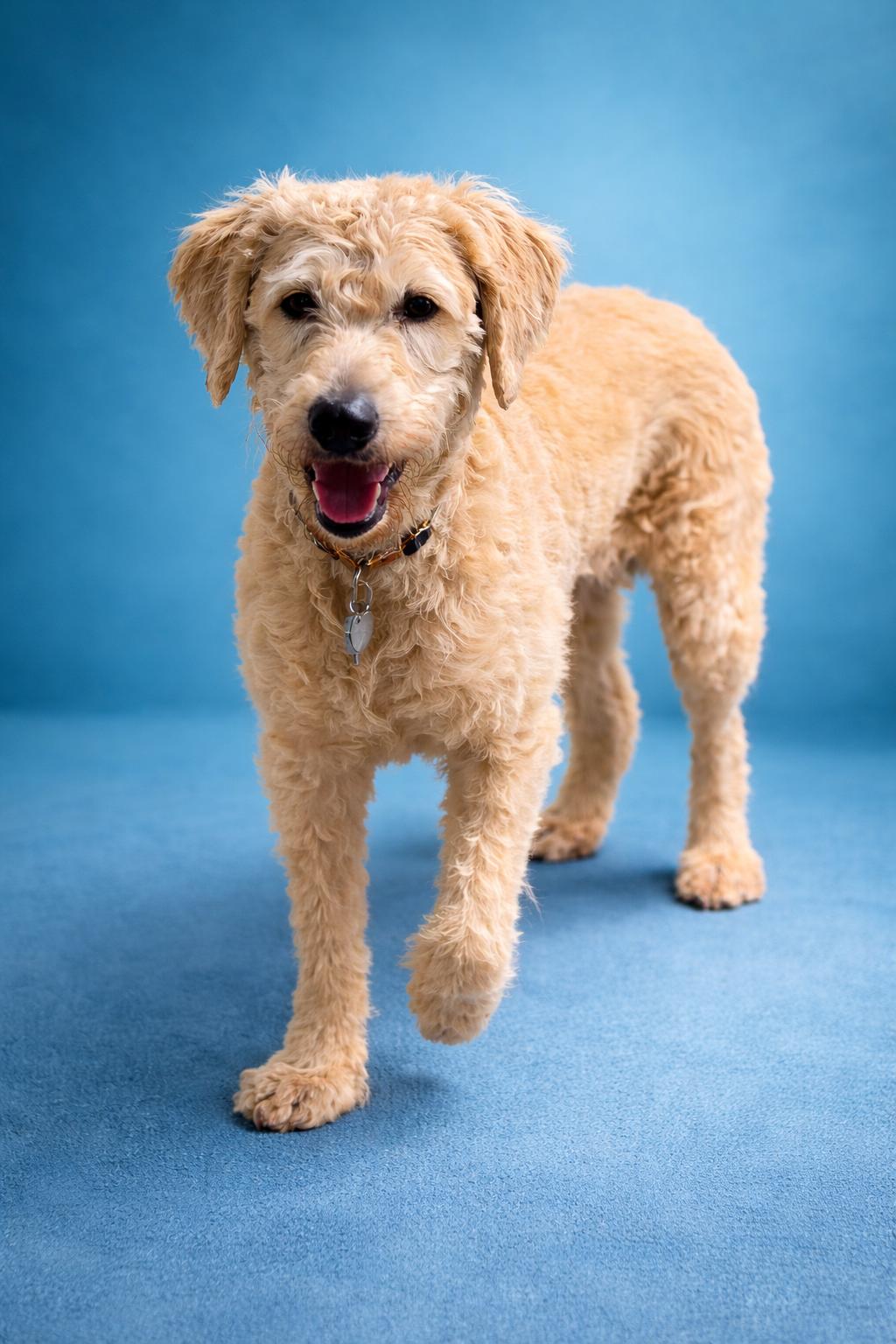 Enlarge Ralphie, a Adoptable mixed breed in McKinney, TX image 2/3