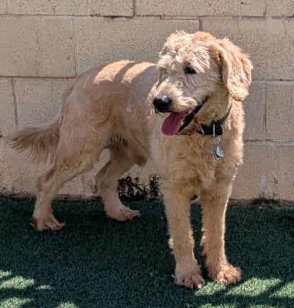 Enlarge Ralphie, a Adoptable mixed breed in McKinney, TX image 2/3