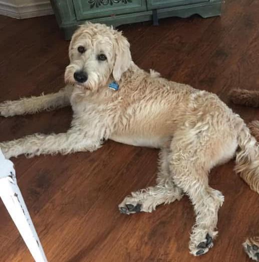 Enlarge Ralphie, a Adoptable mixed breed in McKinney, TX image 3/3