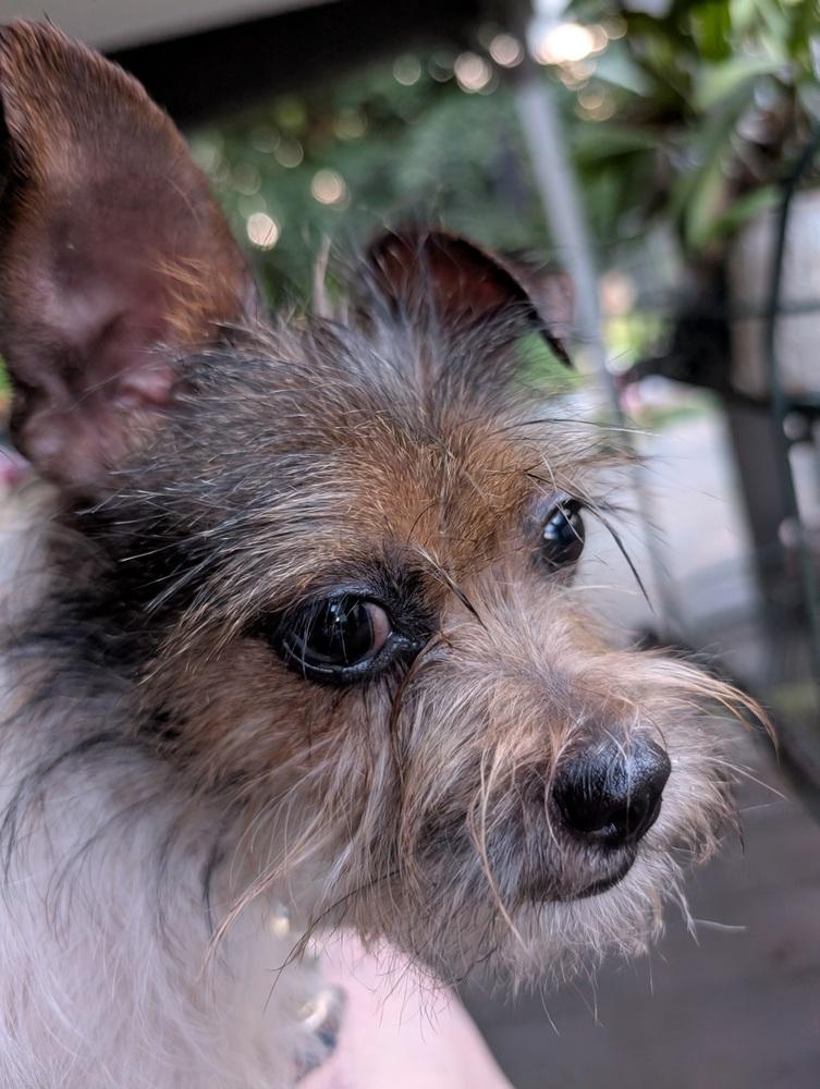 Luna, Adoptable, Young Female Terrier.