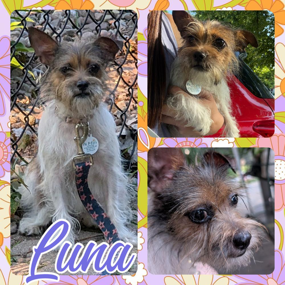 Luna, a Adoptable Terrier in Amherst, NY image 2/3
