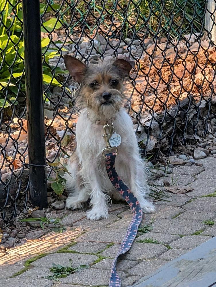 Luna, a Adoptable Terrier in Amherst, NY image 3/3