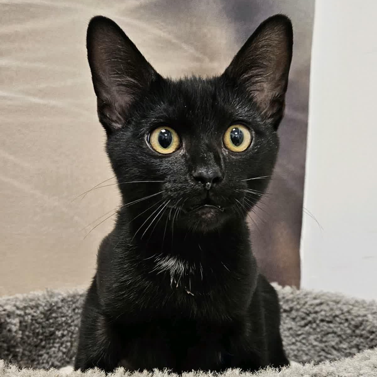 Enlarge Patrick, a ADOPTABLE Domestic Short Hair in Cookeville, TN image 1/2