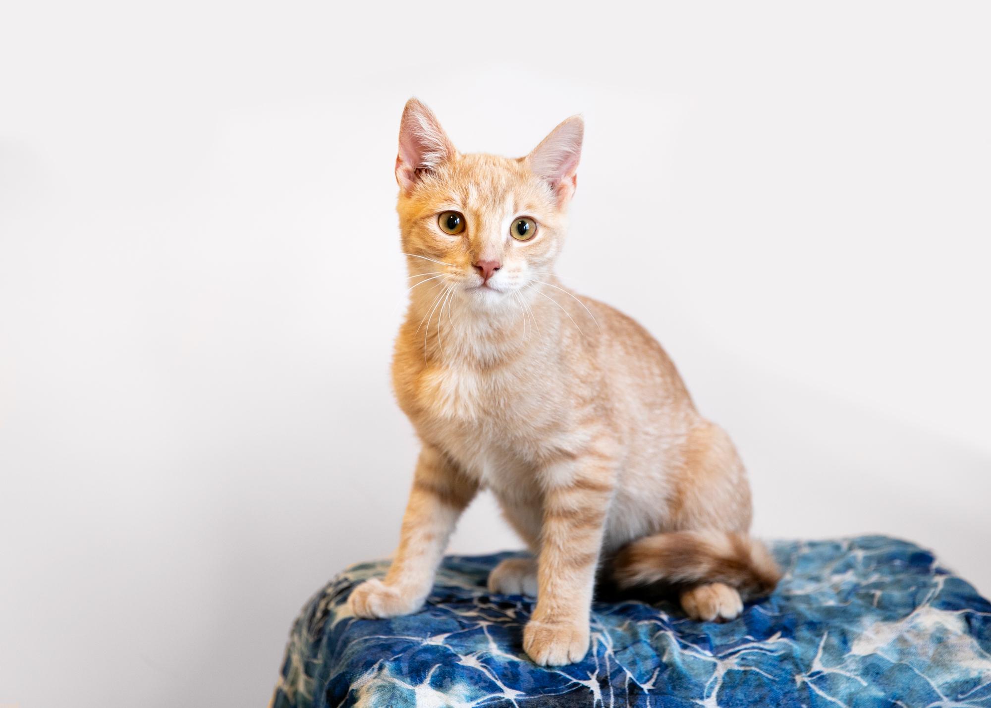 Enlarge Goose, a Adoptable mixed breed in Homewood, AL image 3/5