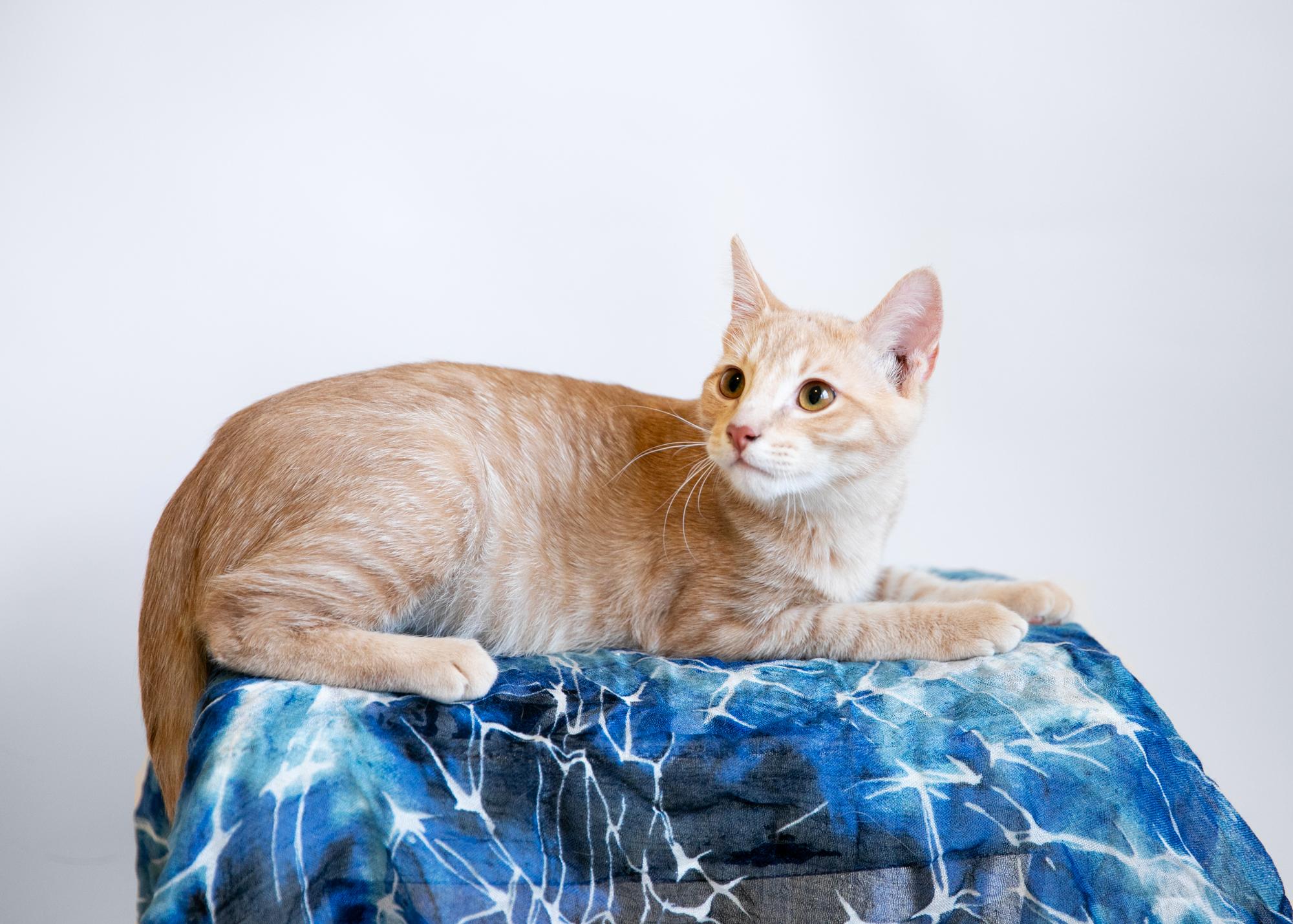 Enlarge Goose, a Adoptable mixed breed in Homewood, AL image 4/5