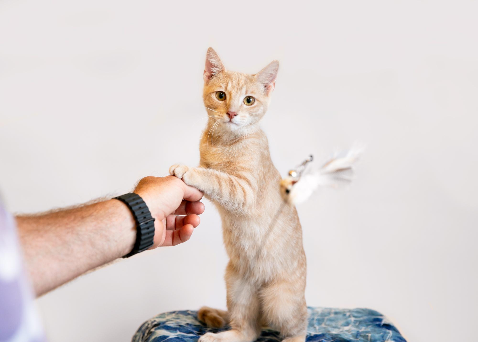 Enlarge Goose, a Adoptable mixed breed in Homewood, AL image 2/5