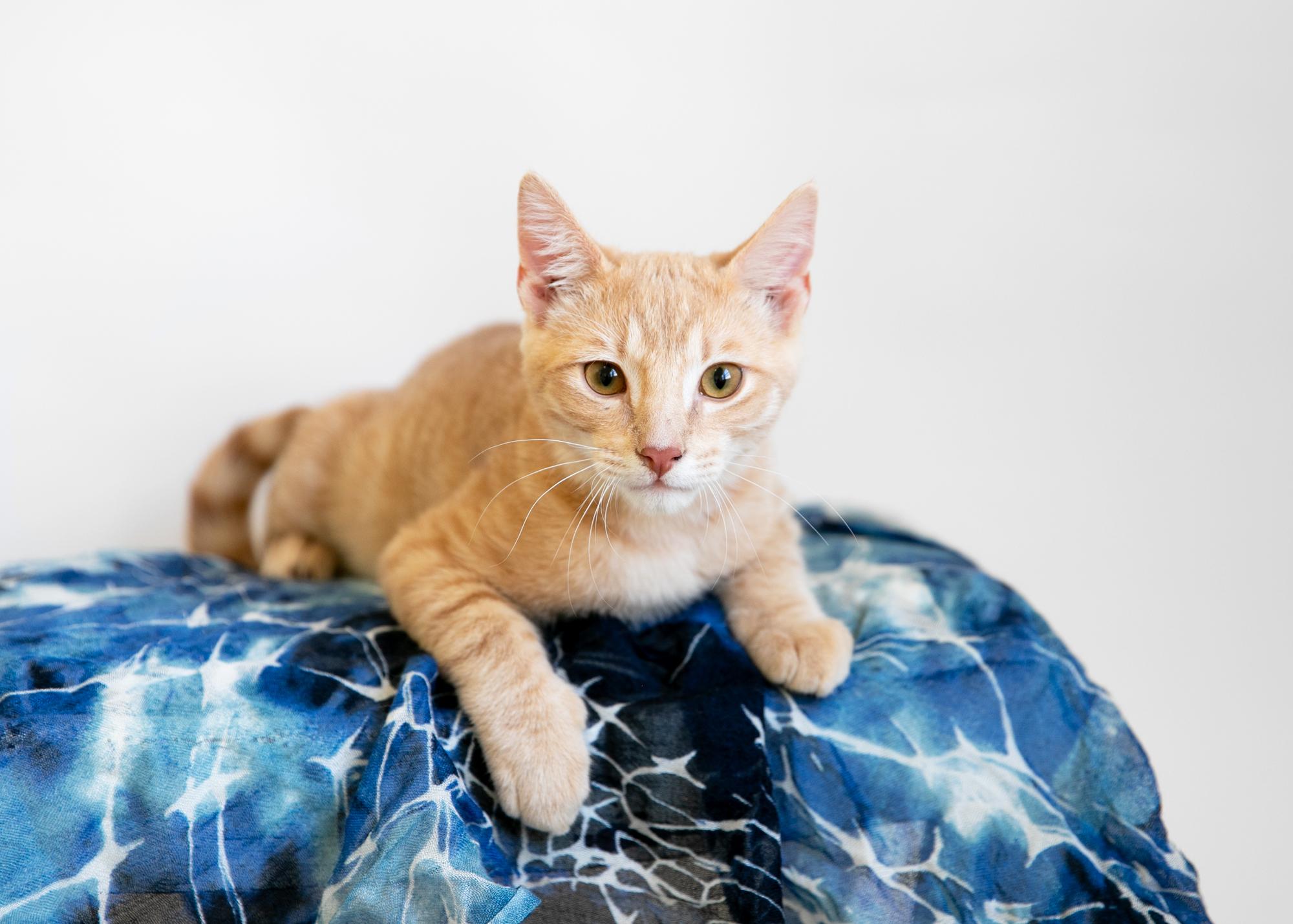 Enlarge Goose, a Adoptable mixed breed in Homewood, AL image 5/5